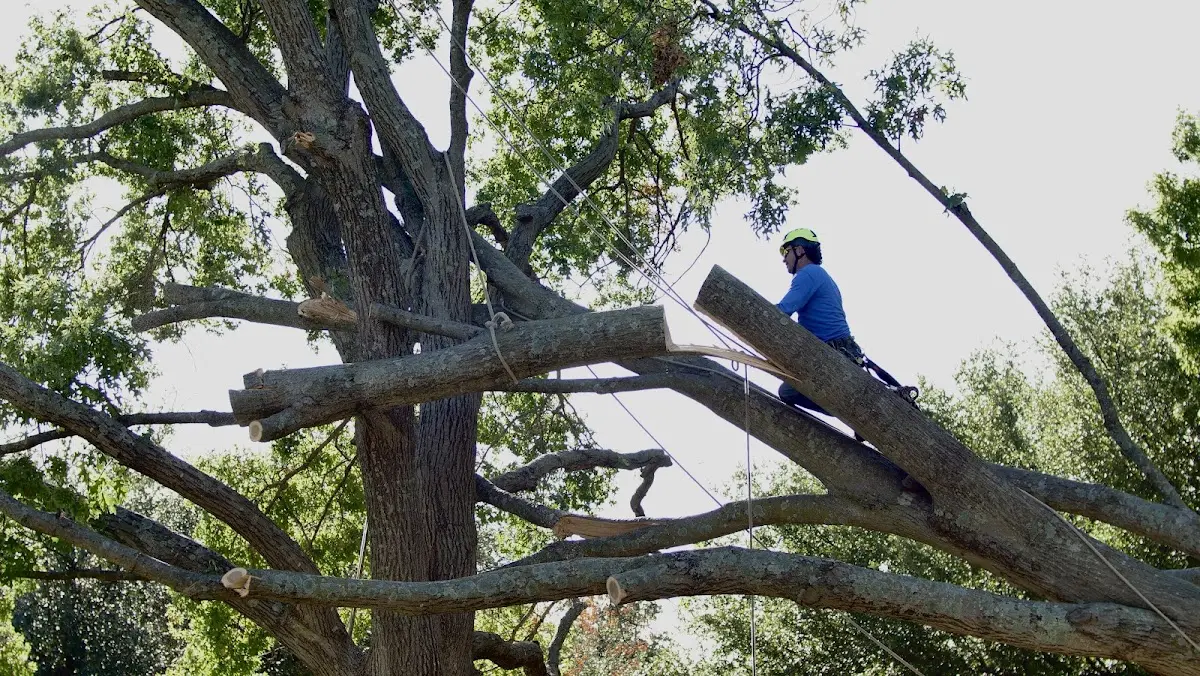 Professional Crown Thinning performed by certified arborists in Dameron