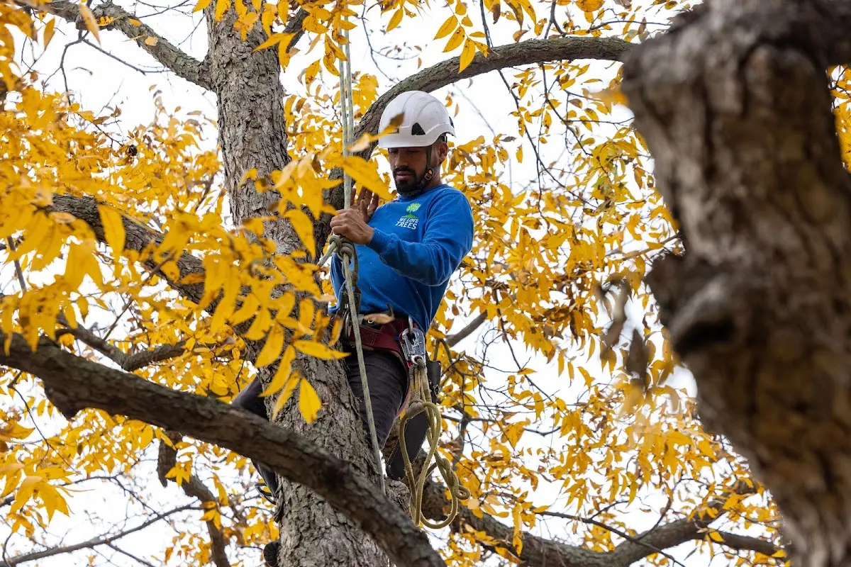 Skilled Emergency Tree Service crew working in Dameron